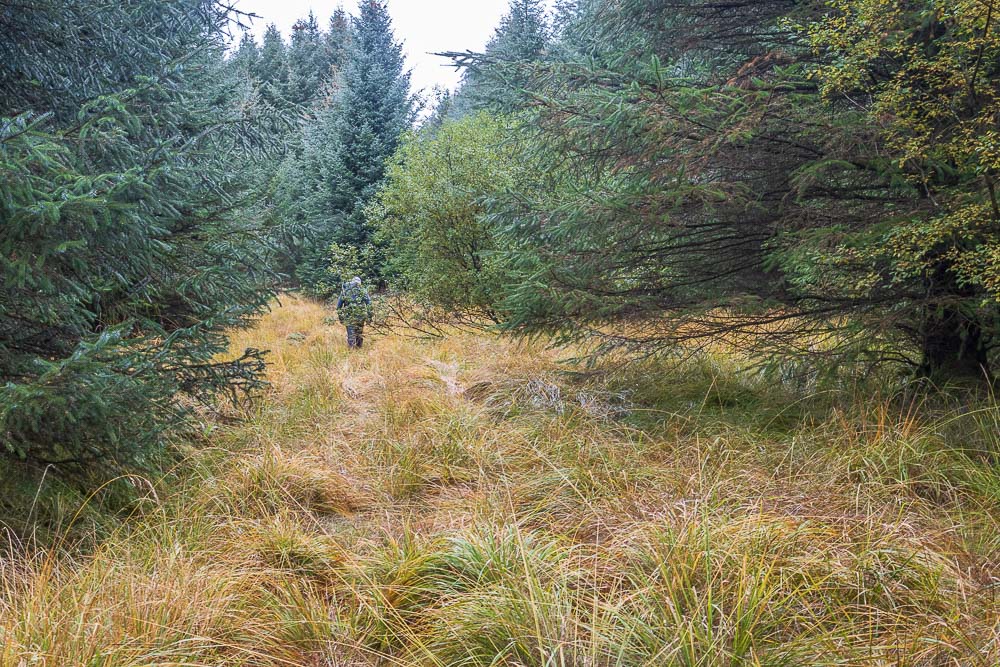 Bower Wood Bower Wood